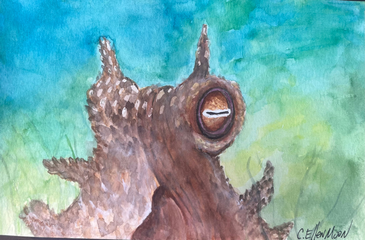Octopus