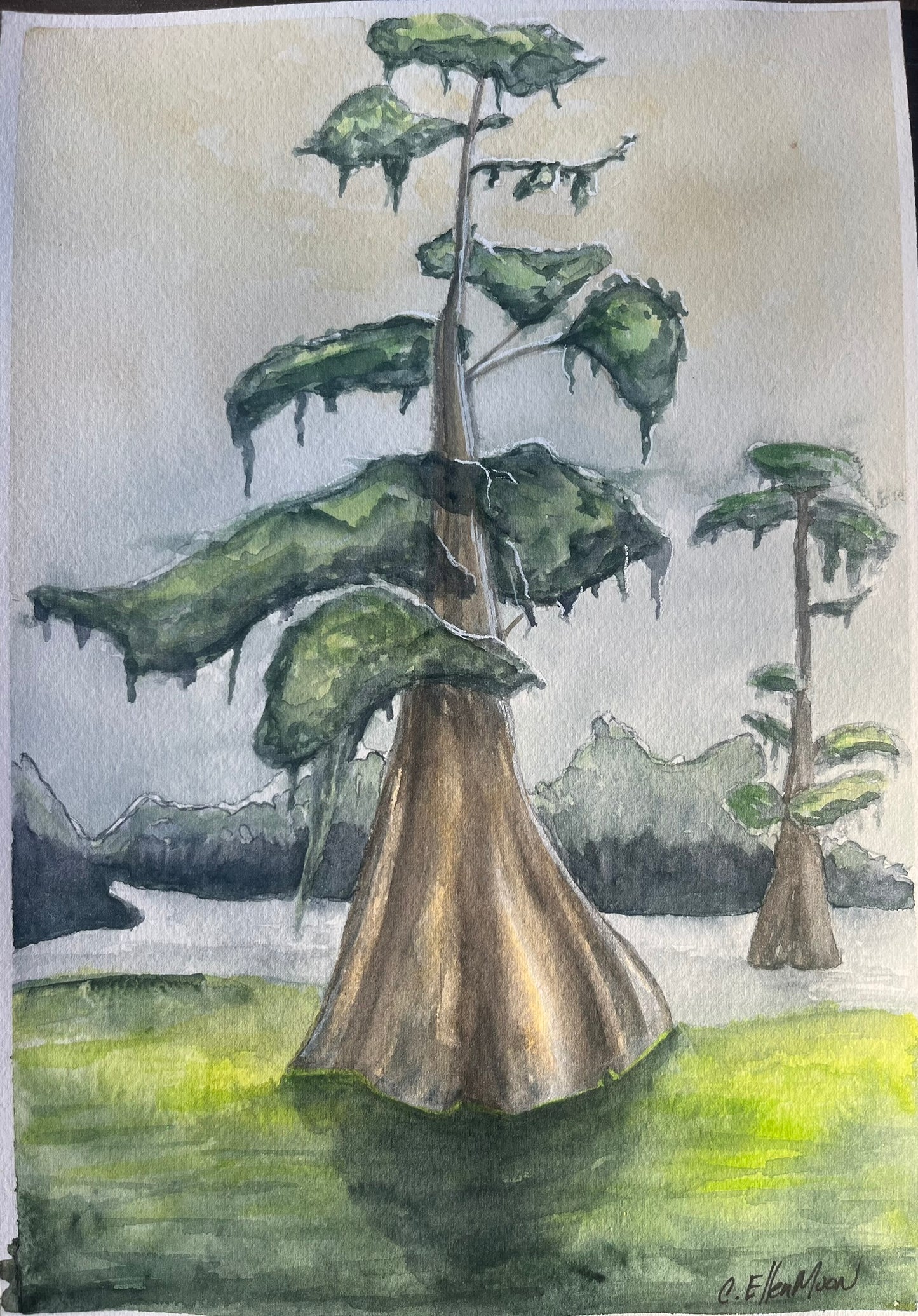 Cypress Softness