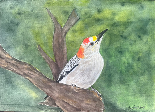 Woodpecker