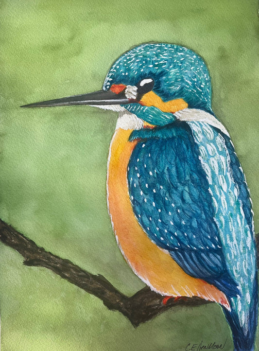 Kingfisher